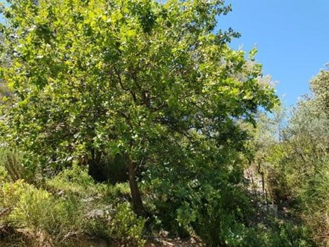 Cabane Dans Les Arbres "La Kaz Aux Cigales" 쿠어스 외부 사진